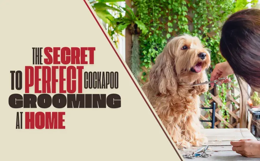How to Groom a Cockapoo at Home to Achieve Same Results as Professionals
